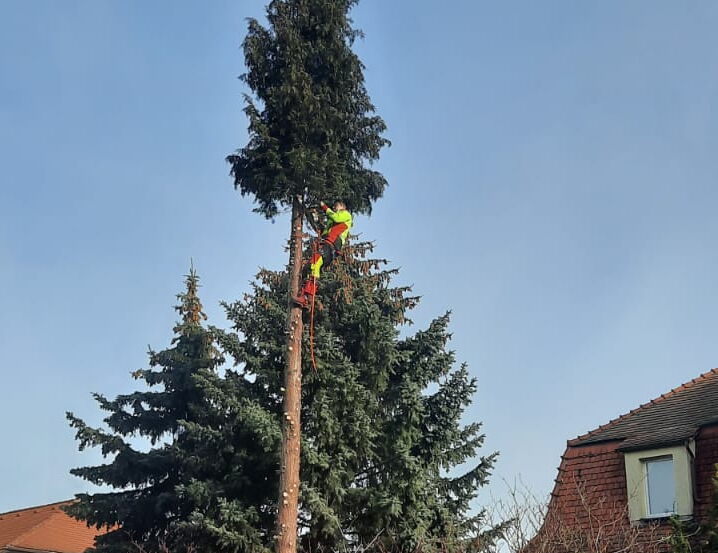 Hecken- und Baumschnitt - Ein Mitarbeiter, der gesichert ist schneidet einen Baum zu